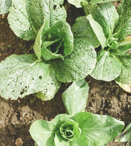 Quienes somos farming03 free img