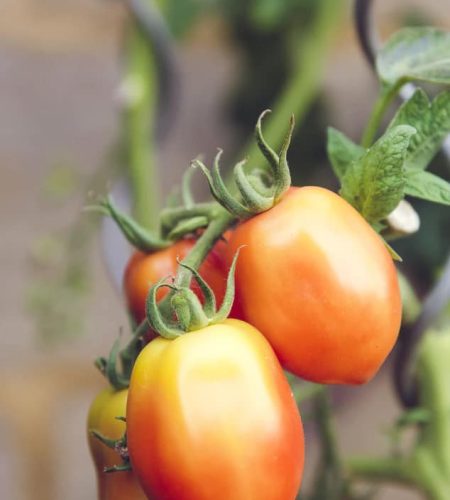 Quienes somos farming04 free img